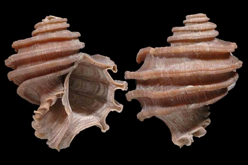 Gastropods