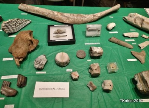 NCFC FossilFair2017 (26)